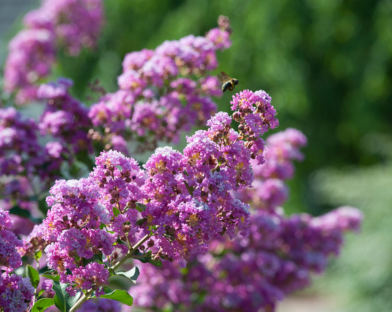 Lilac with Bee