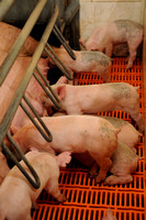 Pigs and Sows