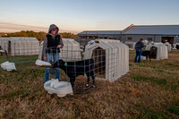 Animal Sc. Students Calving Care