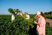 Students Working In Soybean Field