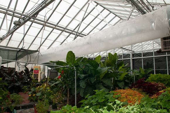 Greenhouse-174
