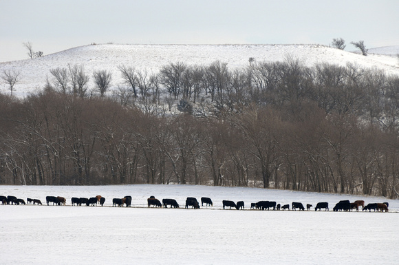Cattle in Winter Eating in Row