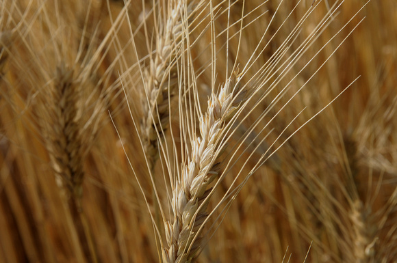 Wheat close up_009