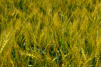 Colby__018 copy wheat