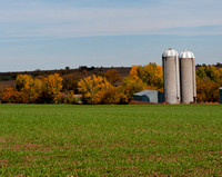 Fall Wheat2012_076