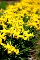 Daffodil_001