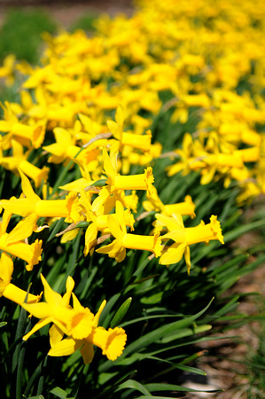 Daffodil_001