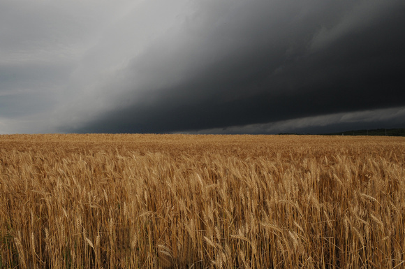 Wheat and Storm Clouds Hor