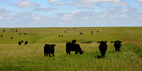 ag-cattle-banner1