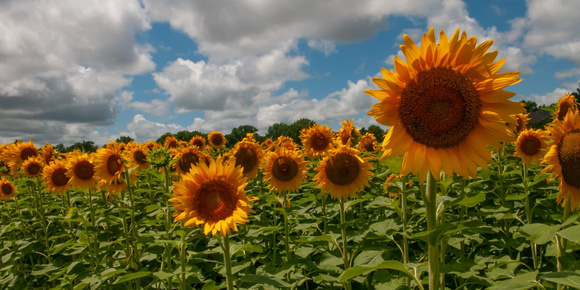 sunflower-banner