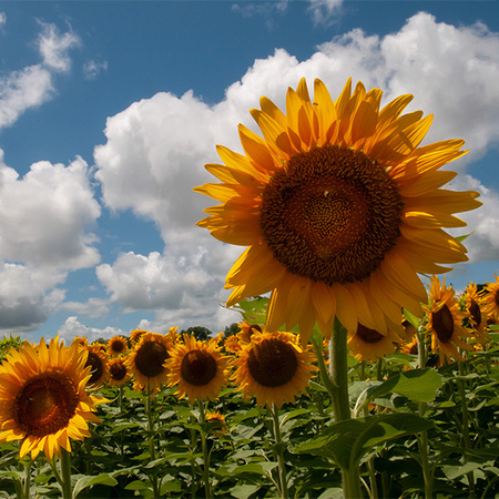 agriculture-horticulture-sunflower