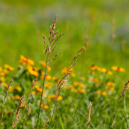 Bluestem and Wildflowers In Pature copy
