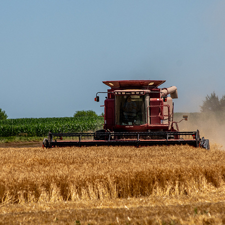 Wheat-Harvest-10