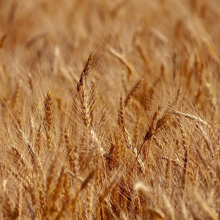 Wheat 2020-31 copy
