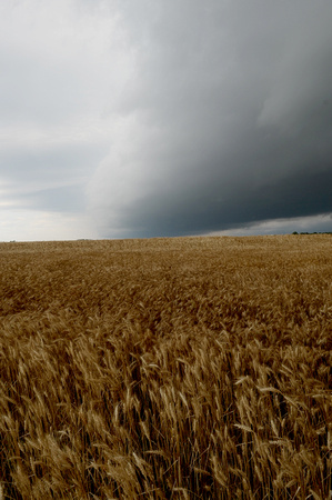 wheat and storm clouds